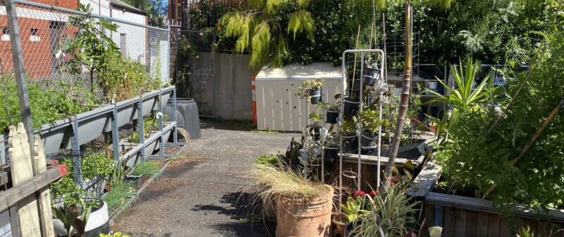 Compost & Seedling Sale - Jan 2026