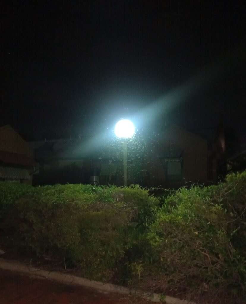 Insects trapped in the light of a bright lamp-post at night.